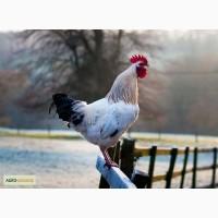 Продажа молодняка птиц адлер серебристый (подрост 1.5-2 мес)