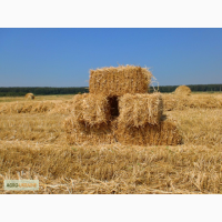 Продам тюки соломы ячменя урожая 2014 г. по договорной цене