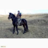 Жеребец УВП 2011 г.р.