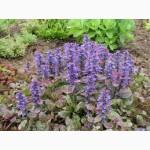 Продам саженцы живучки ползучей(Ajuga reptans) Атропурпуреа