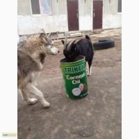 Камерунский карликовый козел