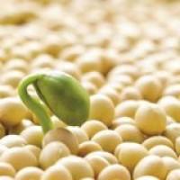 Продам канадский трансгенный сорт сои от производителя от 1 до 20 тонн