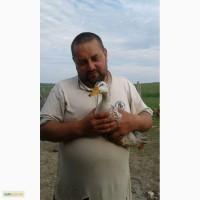 Яйцо инкубационное