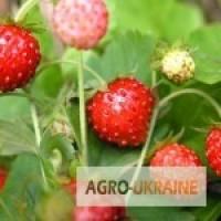 Земляника лесная трава продам