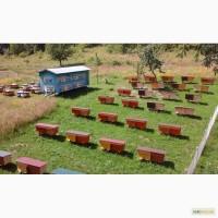 Продам бджолосім’ї карпатських бджіл, доставка