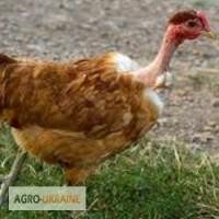 Суточные цыплята кур породы Голошейка (испанка)