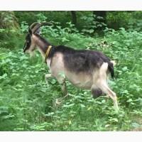 Коза дуже хороша Дійна дає від 3 літрів молока на день