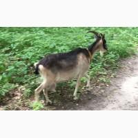 Коза дуже хороша Дійна дає від 3 літрів молока на день