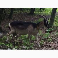 Коза дуже хороша Дійна дає від 3 літрів молока на день