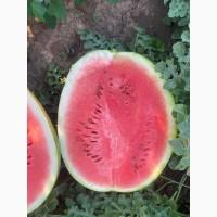 Продажа арбуза оптом от производителя. Херсонская обл