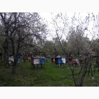 Пчелопакети 2020