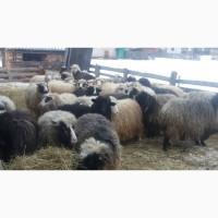 Продам вівці