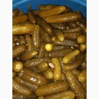 Продам огірок