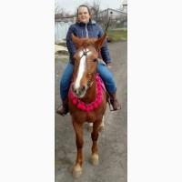 Срочно продам лошадь.кобыла