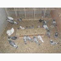 Продам Спортивні голуби