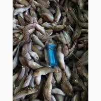 Продам бычок Азовский