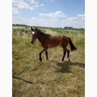 Продам коня(лошицю)