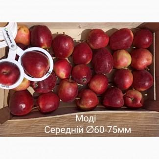 Постійно продаю яблука в асортименті