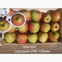Постійно продаю яблука в асортименті