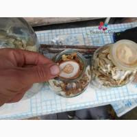 Шапка белого грыба сушеная