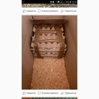 Инкубационное яйцо
