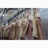Продам свинину и говядину охлажденую от производителя с 20 тонн
