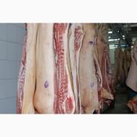 Продам свинину и говядину охлажденую от производителя с 20 тонн