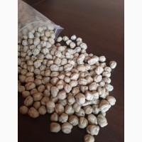 Семена нута