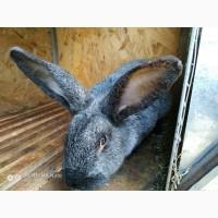 Продам кроликов породы полтавское серебро.термонский белый, бургундец