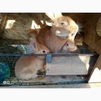 Продам кроликов породы полтавское серебро.термонский белый, бургундец