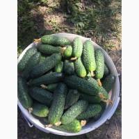 Продам огірки