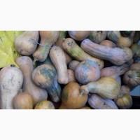 Продам тыкву грушевидную