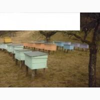 Продам бджолопакети карпатки поштою. Мукачево