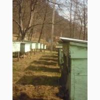 Продам бджолопакети карпатки поштою. Мукачево