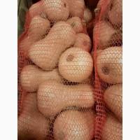 Баттернат тыквы