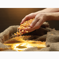 Фунгіциди виробництва Syngenta