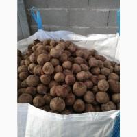 Продам буряк Польща. 20тон