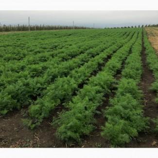 Продам кріп свіжий