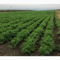 Продам кріп свіжий