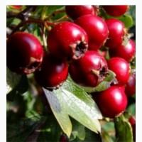 Куплю глід сирий