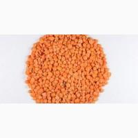 Сочевиця Червона