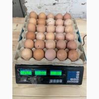 Продам яйцо куриное в асортименте, ОПТ
