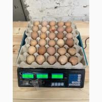 Продам яйцо куриное в асортименте, ОПТ