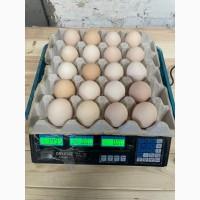 Продам яйцо куриное в асортименте, ОПТ