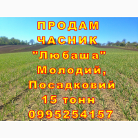 Опт 15 тонн ПРОДАМ Часник Любаша Товарний Молодий Сухий Чеснок Посадочный Garlic