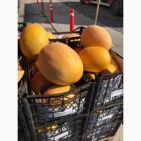 Диня турецька. опт