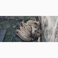 Поросята кармали