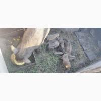 Поросята кармали