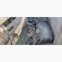 Поросята кармали