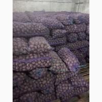 Продам Насіневу картоплю надранню